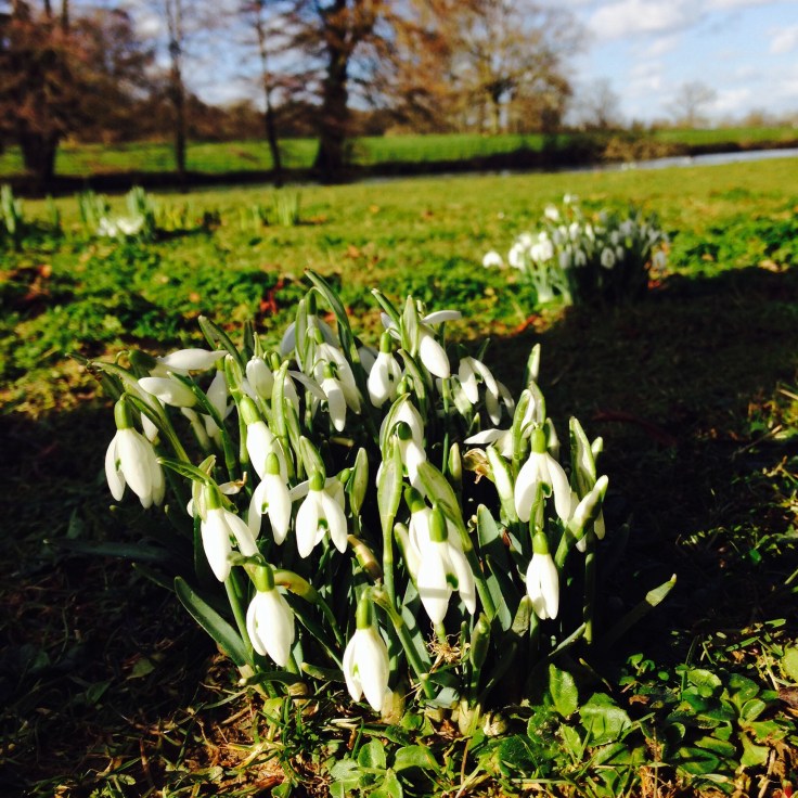 Snowdrops