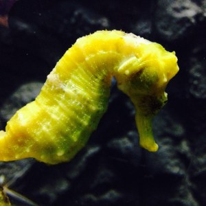 Seahorse