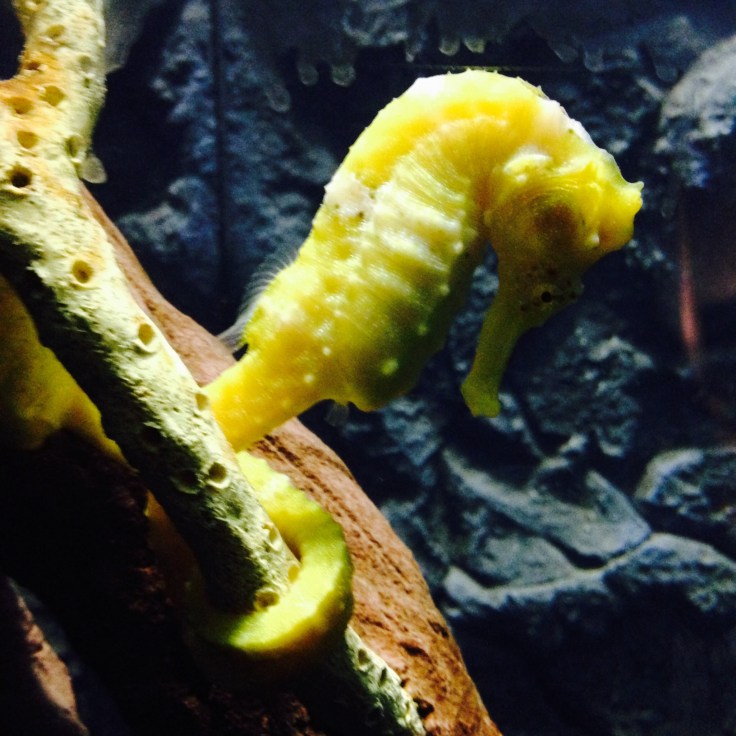 Pacific Seahorse