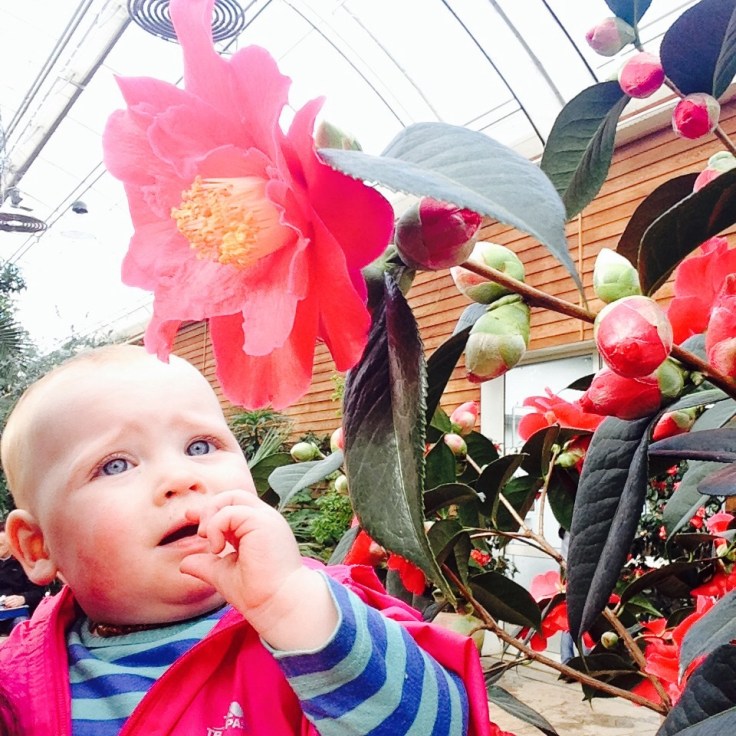 The Glass House Flower