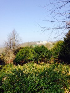 The view from the wood from Cliveden