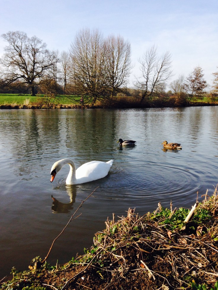 Swans at The Vyne