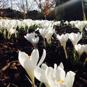 Crocuses at RHS Wisley