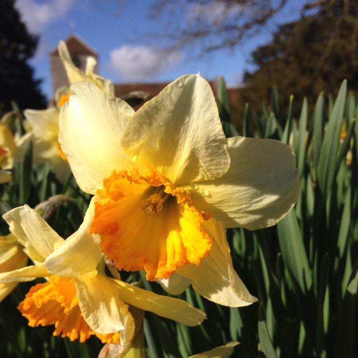 Beautiful daffs