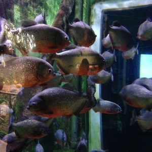 Piranha