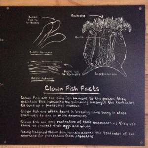 Clownfish facts