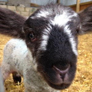 Little lamb