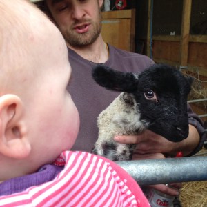 Meeting lambs
