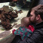 Freshwater Sting Ray