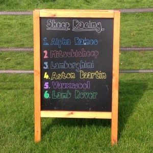 Sheep racing
