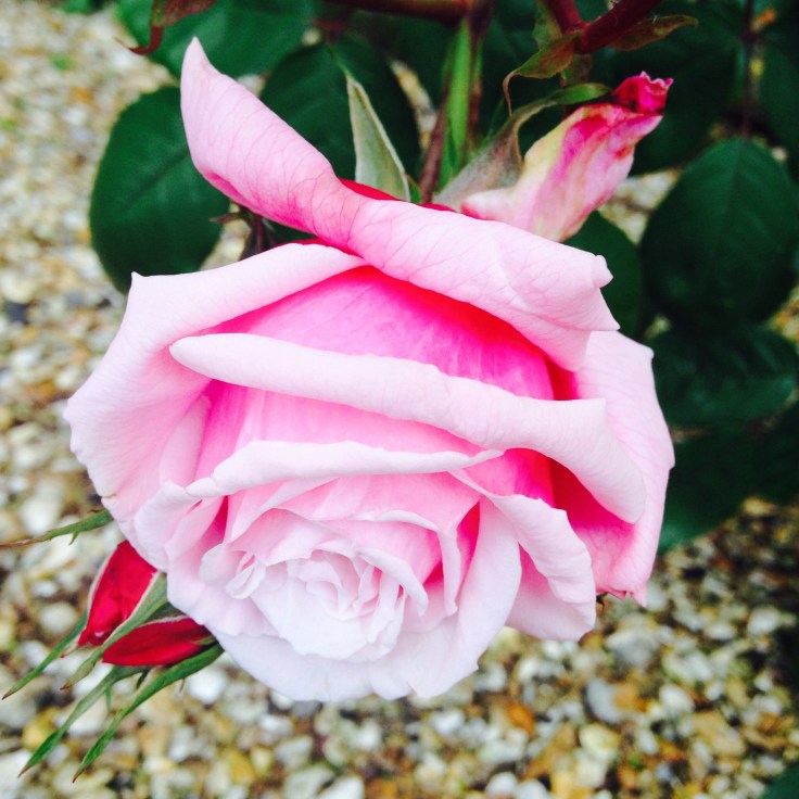 Mottisfont Rose