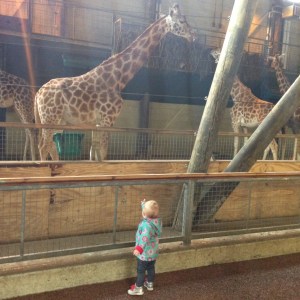 Giraffes at Marwell