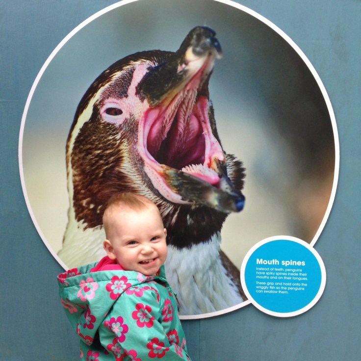 Visiting the penguins