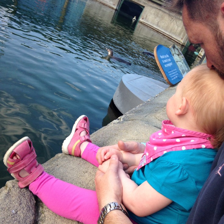 Penguin Cove at Marwell