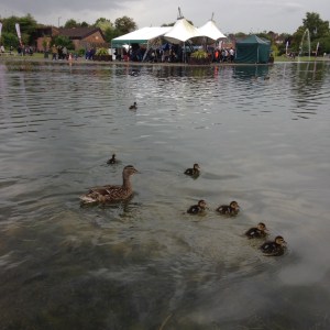 Ducks at Eastrop Park