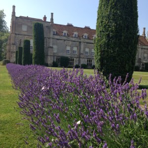 Mottisfont lavender