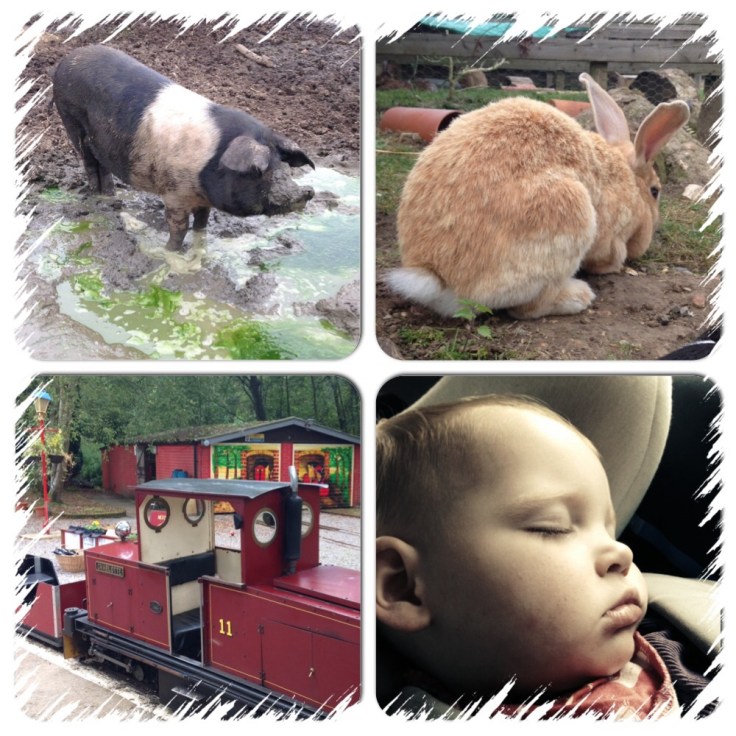 Wellington Country Park Animals