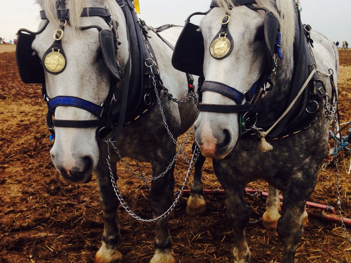 British Ploughing Championships
