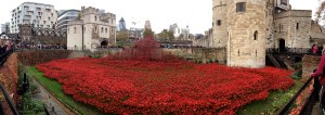 Poppies at The Tower of London