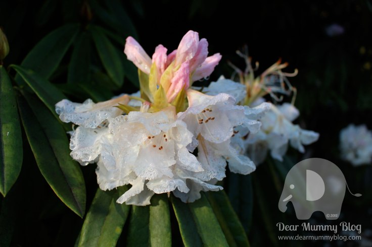 National Trust Mount Stewart 8