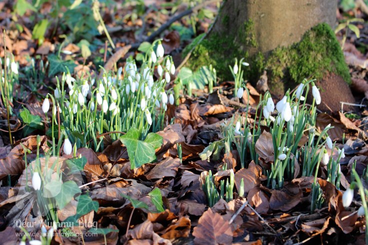 my-sunday-photo-snowdrops