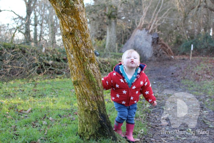 Kingston Lacy Woodland Walk