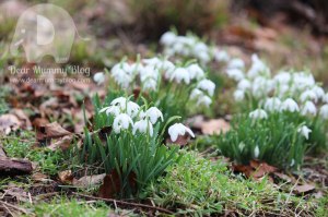 Cliveden-snowdrops