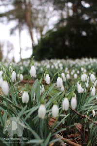 Silent-Sunday Snowdrops