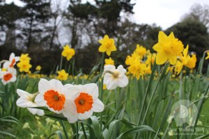 Daffodils at Exbury Gardens