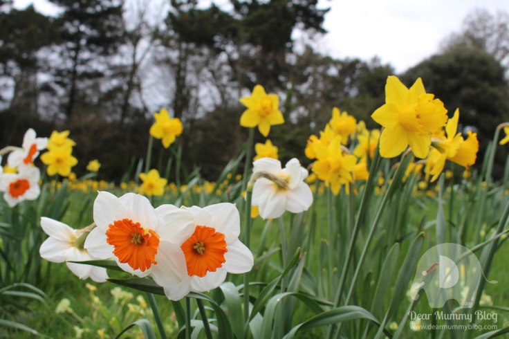 Daffodils at Exbury Gardens