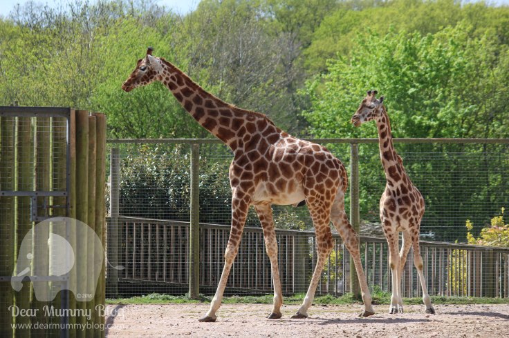 Giraffes-2