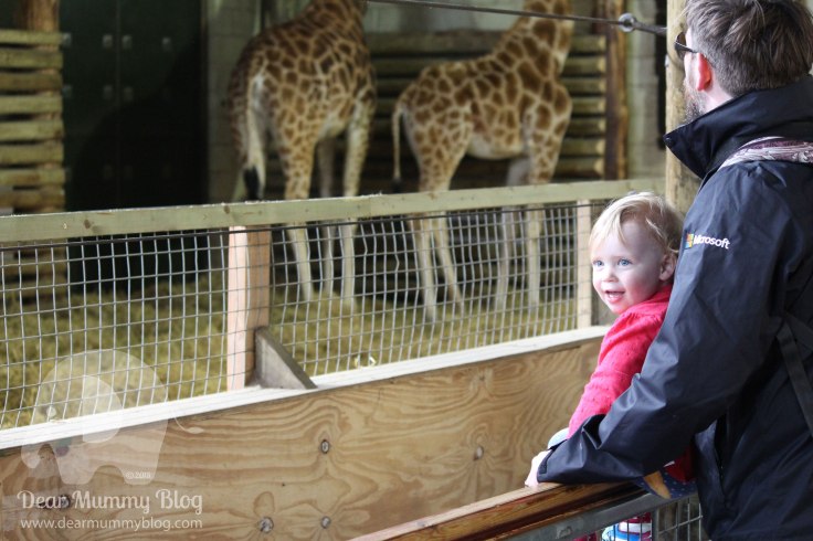 Giraffes at Marwell Zoo