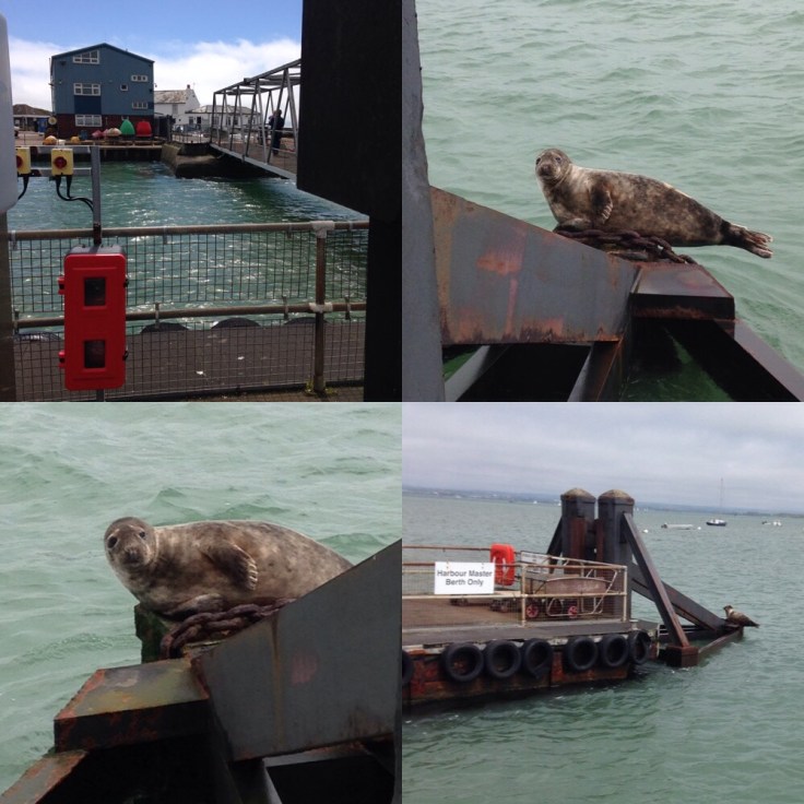 Hayling Island Seal