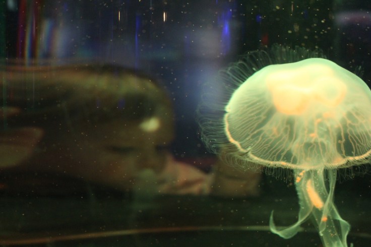 SeaLife Centre Scarborough Jelly Fish