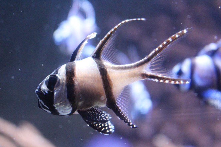 Sea Life Centre Scarborough