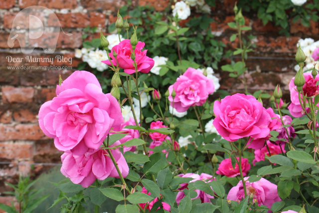 Mottisfont Rose