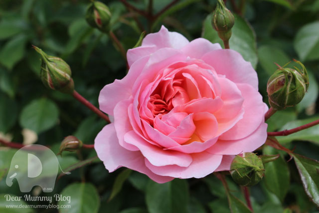Mottisfont Rose
