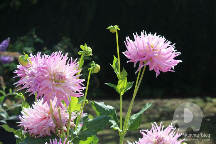 Charlie and Lola at Mottisfont