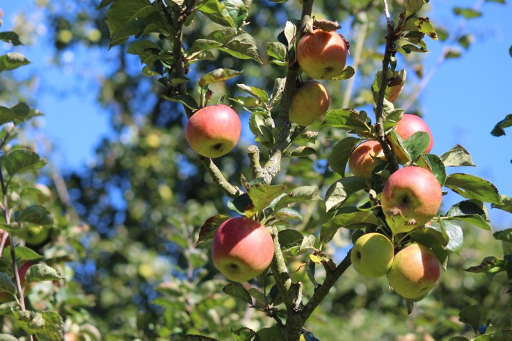 Apples at The Vyne