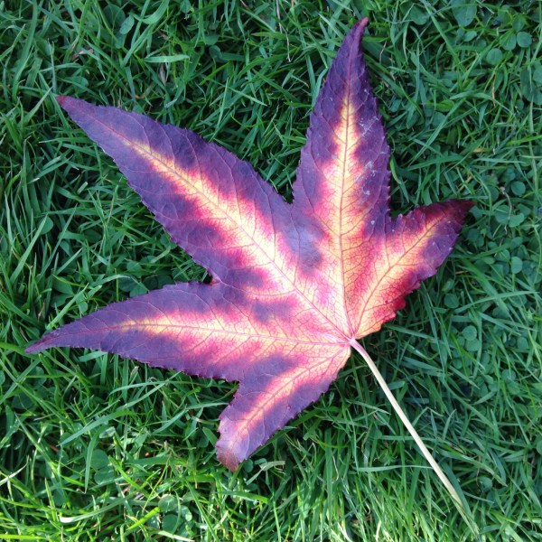Fire leaf