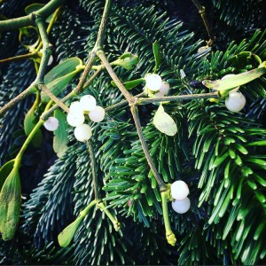 Mistletoe