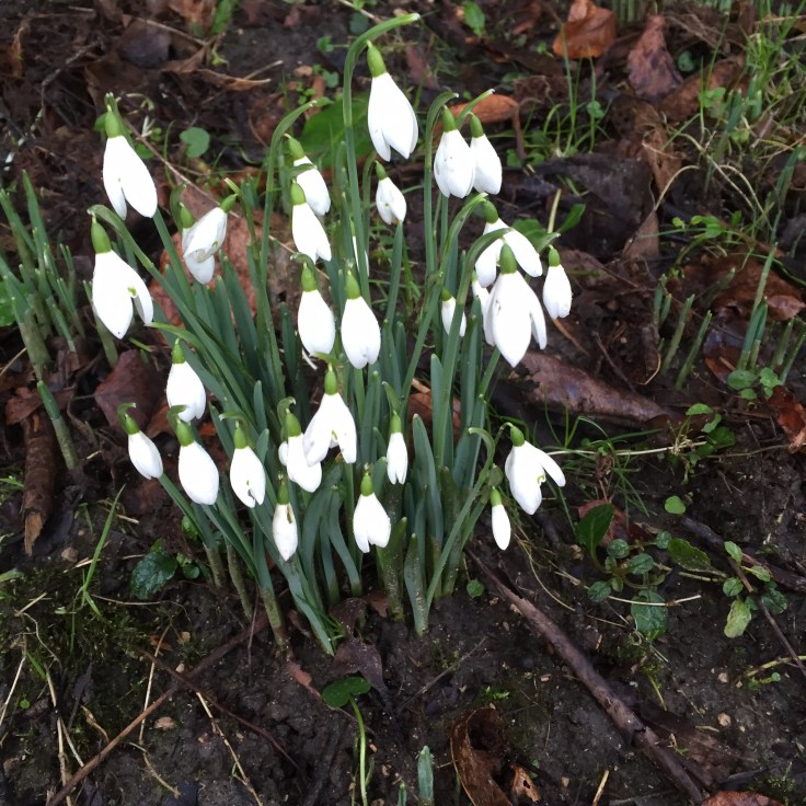 Snowdrops at Stourhead