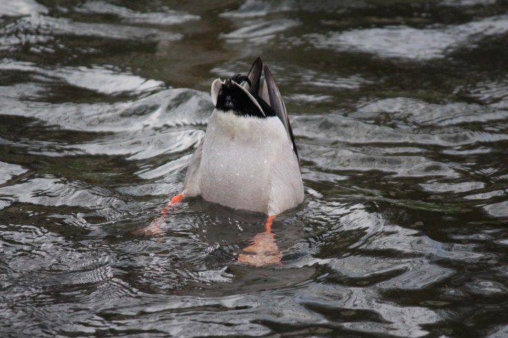 Stourhead National Trust