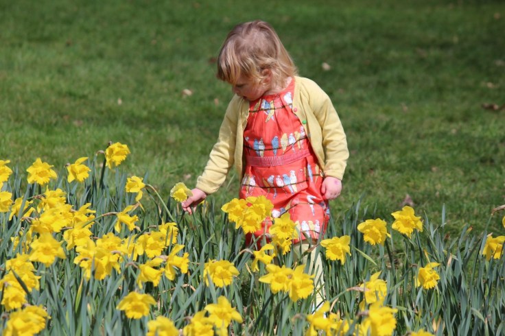 Bella in the daffodils