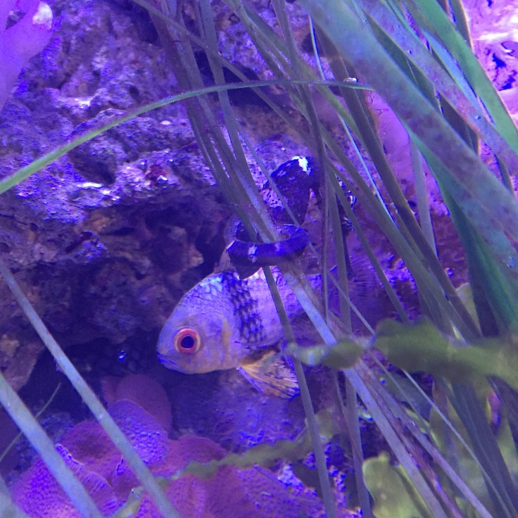 Horniman Museum Review 