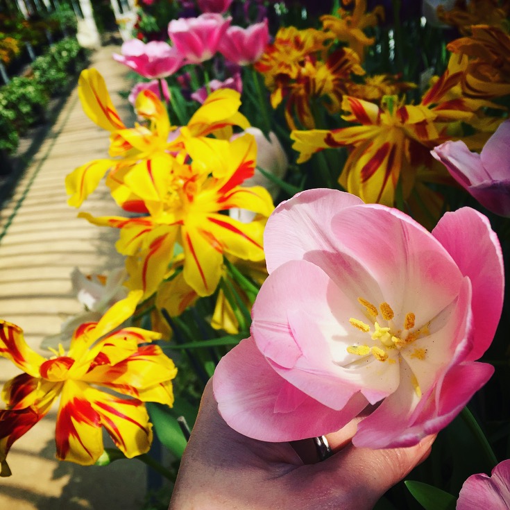 Belfast Botanic Garden