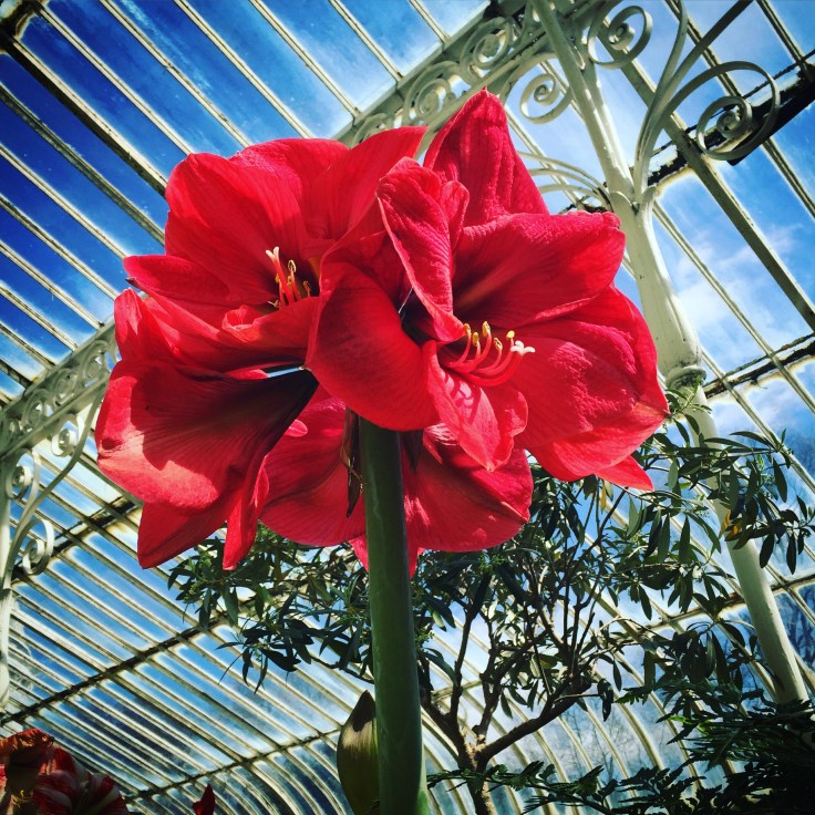 Belfast Botantic Gardens