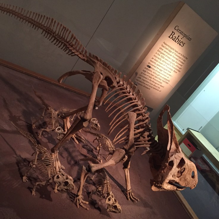 Horniman Museum Review 