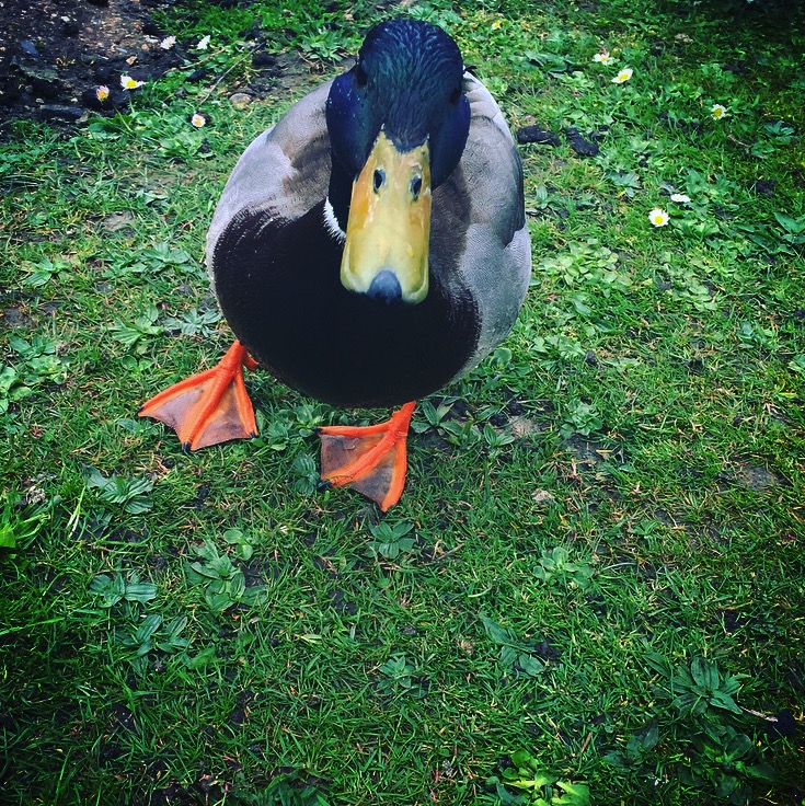 Whittington's Tea Barge