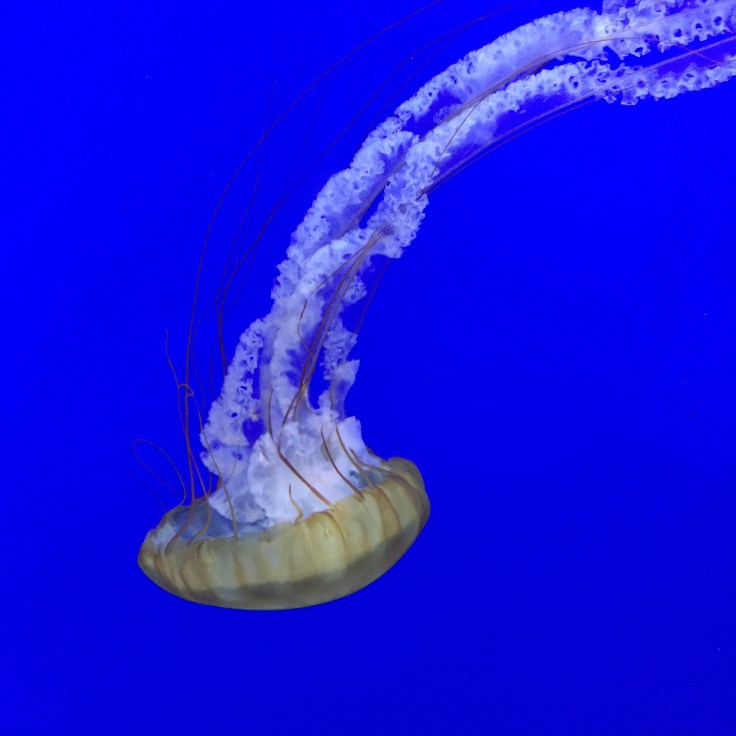 Horniman Museum Review 